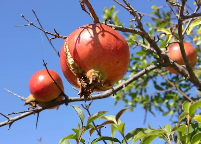 With A Parking Space - 7203